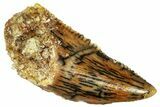 Serrated, Raptor Tooth - Real Dinosaur Tooth #296195-1